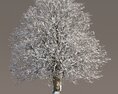 Snowy Chestnut Tree 3d model