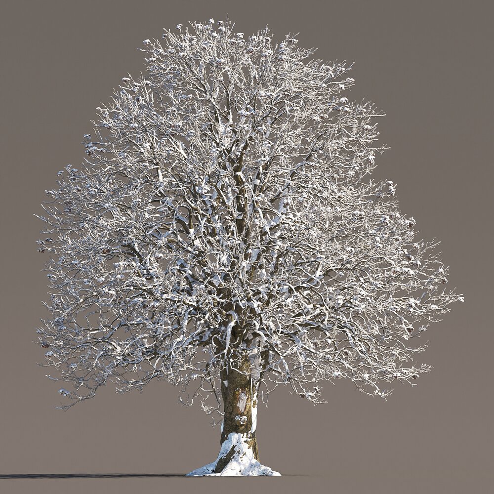 Snowy Chestnut Tree Modello 3D