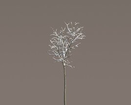 Snowy Tilia Tree Modello 3D