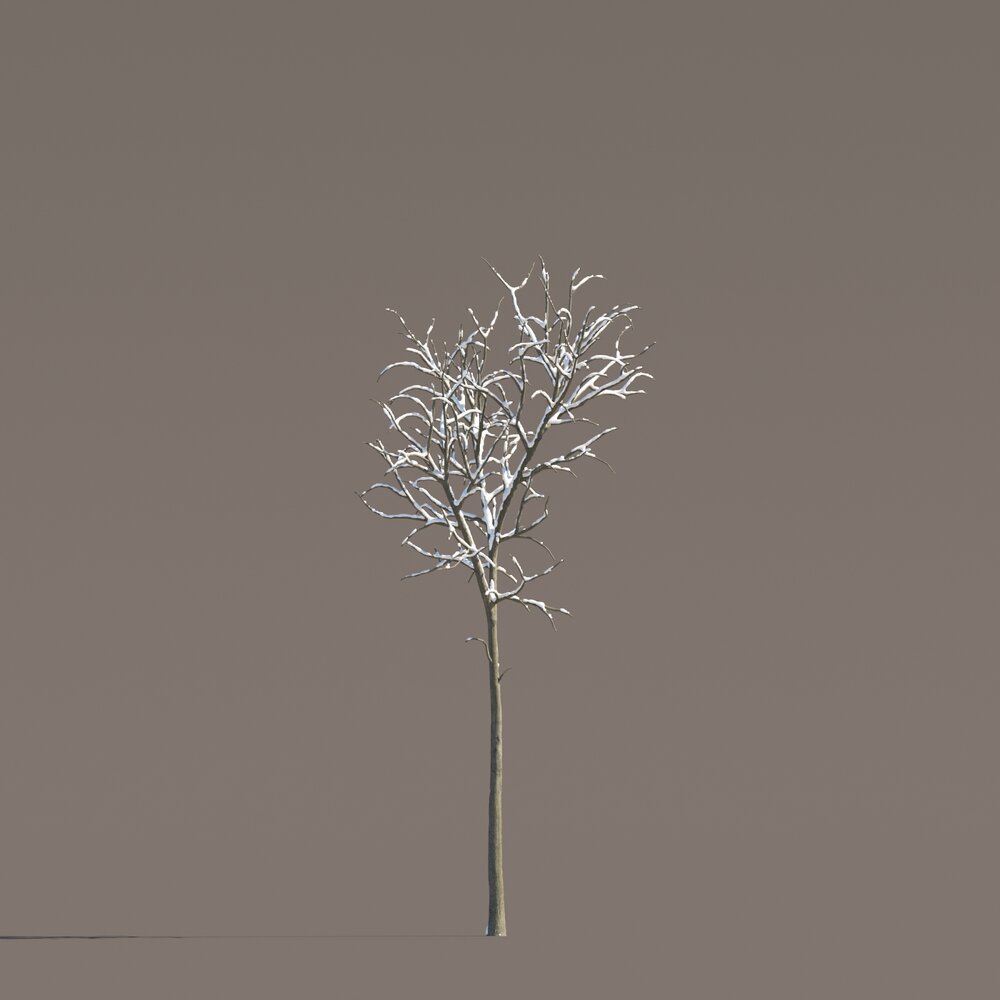 Snowy Tilia Tree 3D model