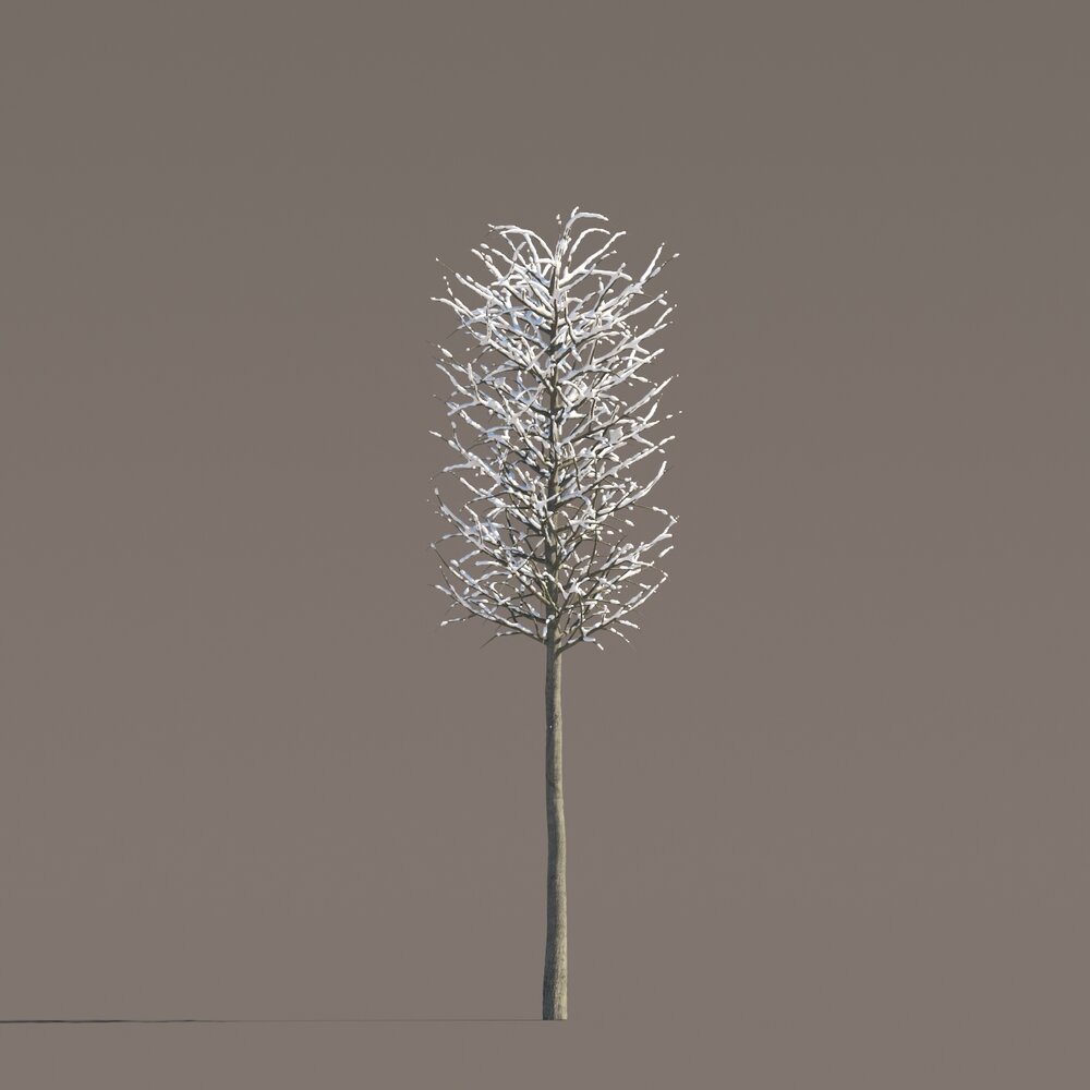 Winter Tilia Park Tree 3d model