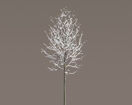 Slender Tilia Tree 3D model