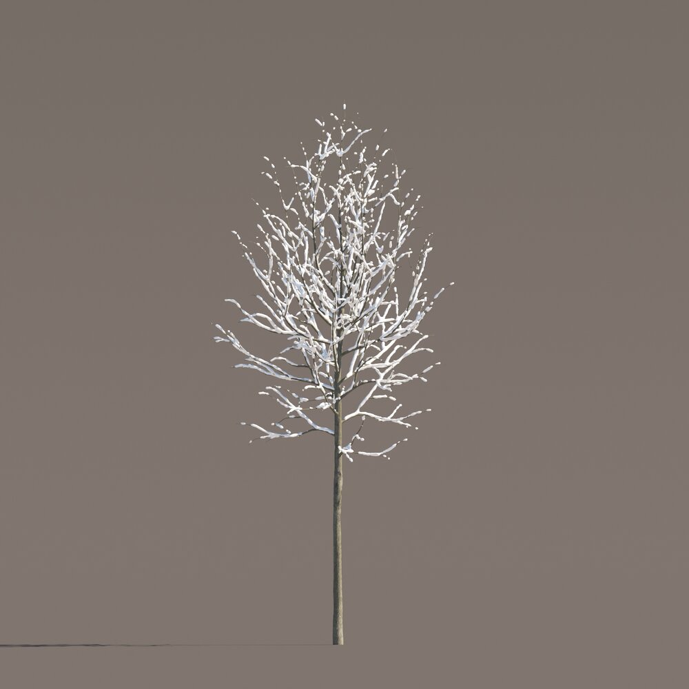 Slender Tilia Tree 3D 모델 