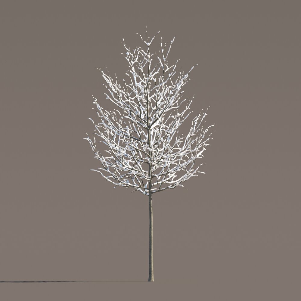 Small Tilia Winter Tree 3D 모델 