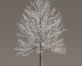 Tilia Frosted Winter Tree Modèle 3D