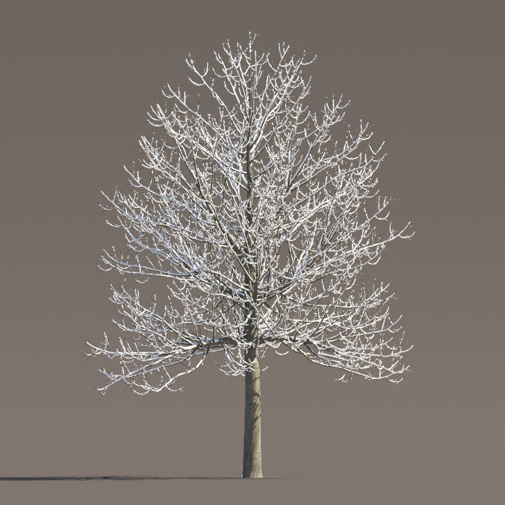 Tilia Frosted Winter Tree Modello 3D