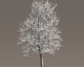 Tilia Frost-Covered Tree Modello 3D