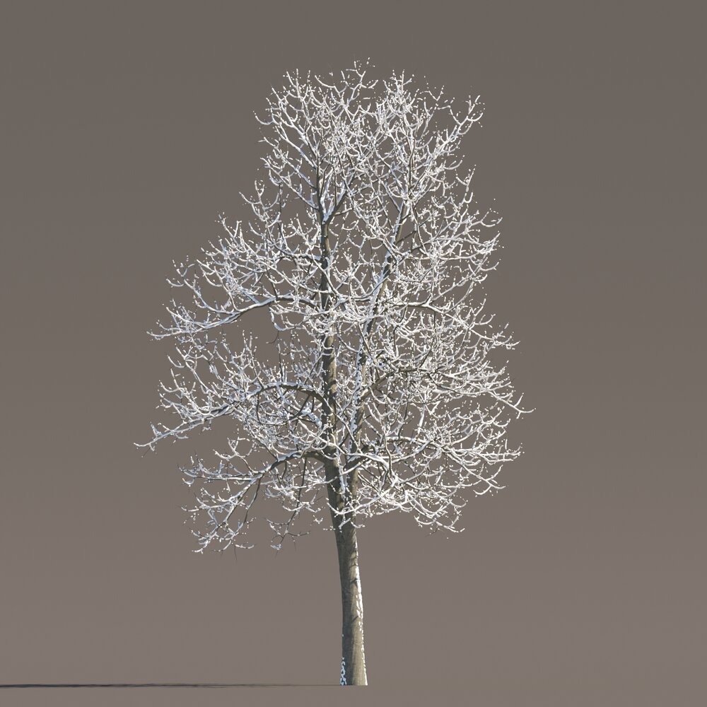 Tilia Frost-Covered Tree Modèle 3D