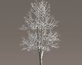 Tilia Winter Park Tree 3D-Modell