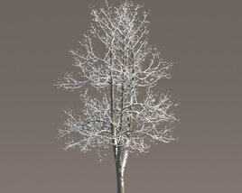 Tilia Winter Park Tree Modèle 3D