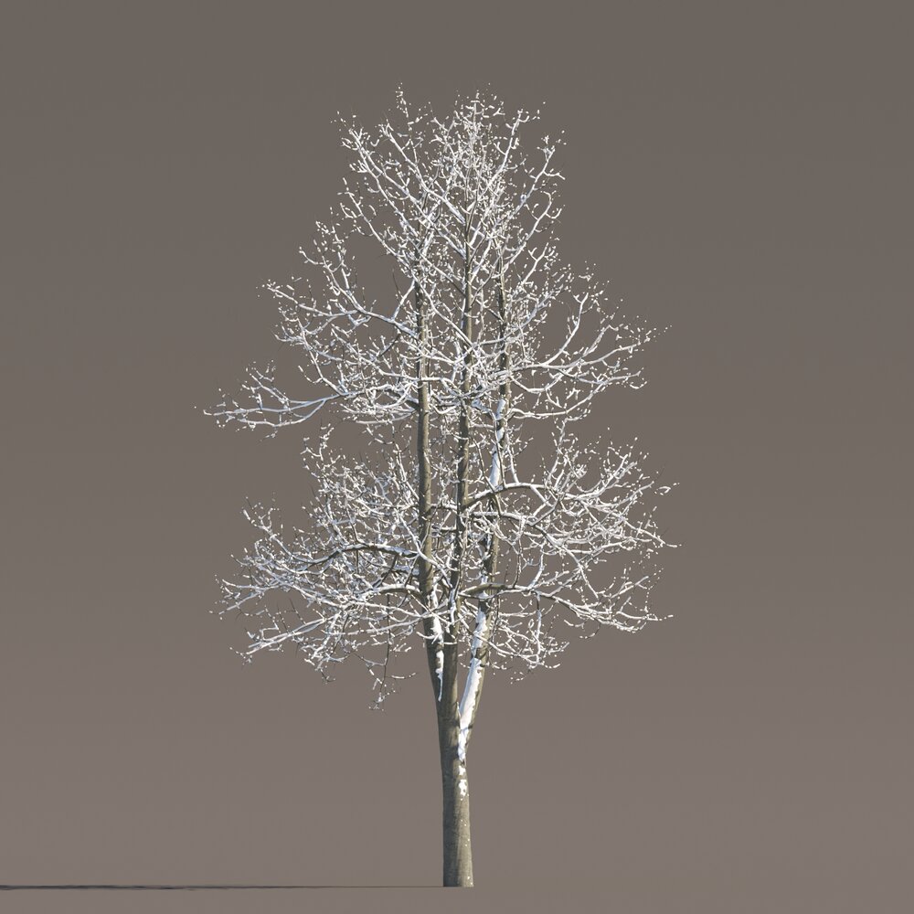 Tilia Winter Park Tree 3D模型