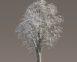 Tilia Frosted Tree Modèle 3D