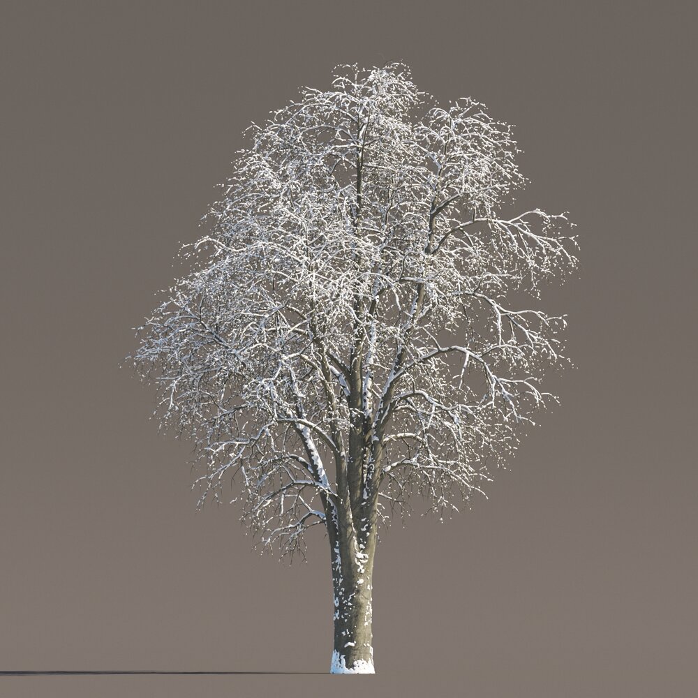 Tilia Frosted Tree Modello 3D