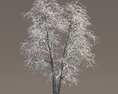 Winter Tilia Tree Modèle 3d