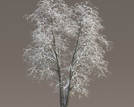 Winter Tilia Tree 3D model