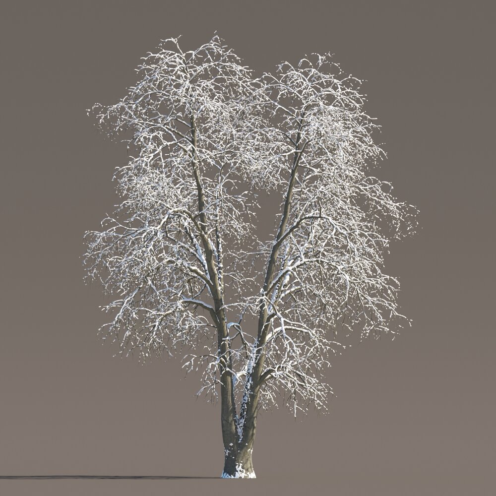Winter Tilia Tree 3D-Modell