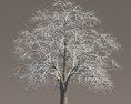 Tilia Snow-Dusted Tree Modèle 3d