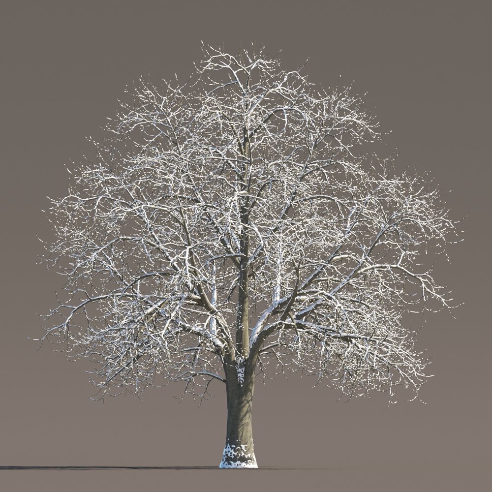 Tilia Snow-Dusted Tree Modèle 3D