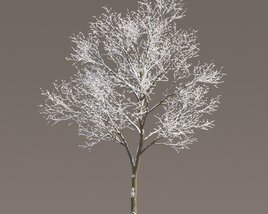 Maple Winter Tree 02 3D-Modell