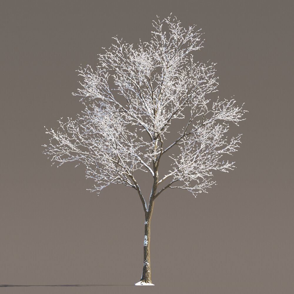 Maple Winter Tree 02 3D модель