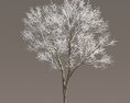 Frosted Park Maple Tree 02 3d model