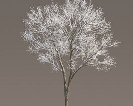 Frosted Park Maple Tree 02 3D-Modell