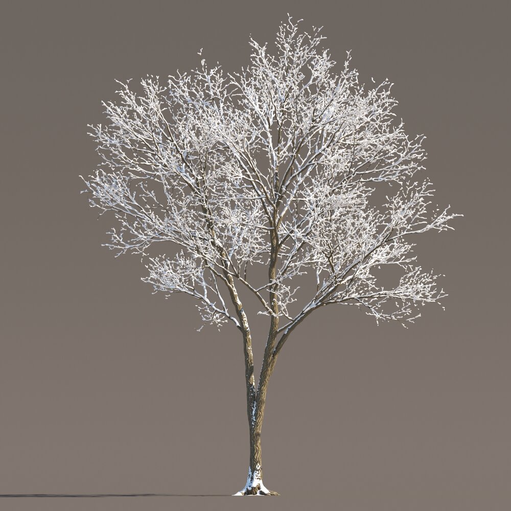 Frosted Park Maple Tree 02 Modèle 3d