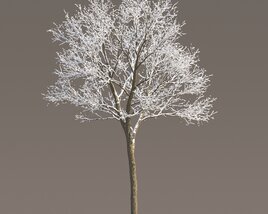 Winter Small Maple Modello 3D