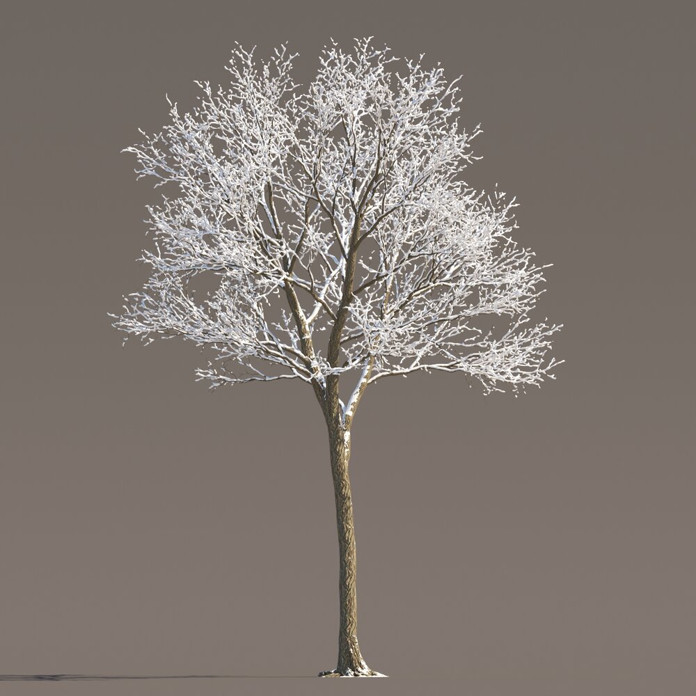 Winter Small Maple Modello 3D