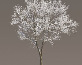 Frosted Park Maple 3D 모델 