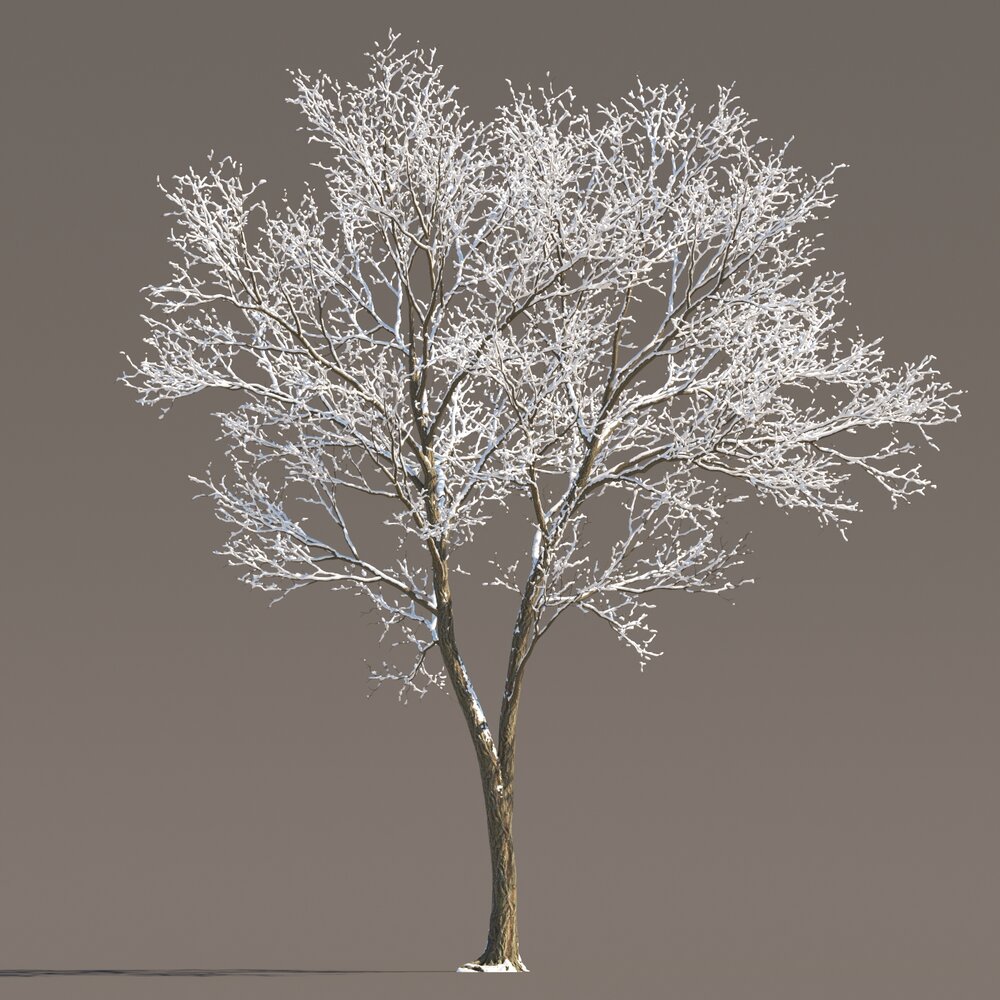 Frosted Park Maple 3D model