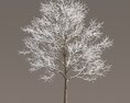Frosted Park Maple Tree 3D модель