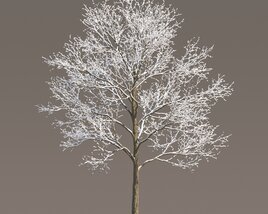Frosted Park Maple Tree Modèle 3D