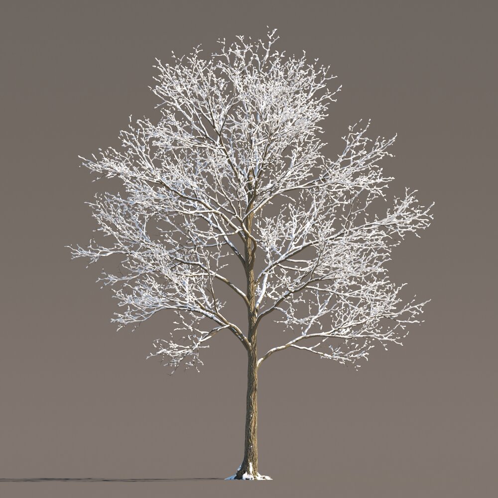 Frosted Park Maple Tree Modèle 3D