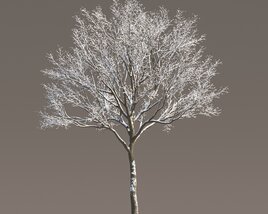 Singular Maple Winter Tree 3D 모델 