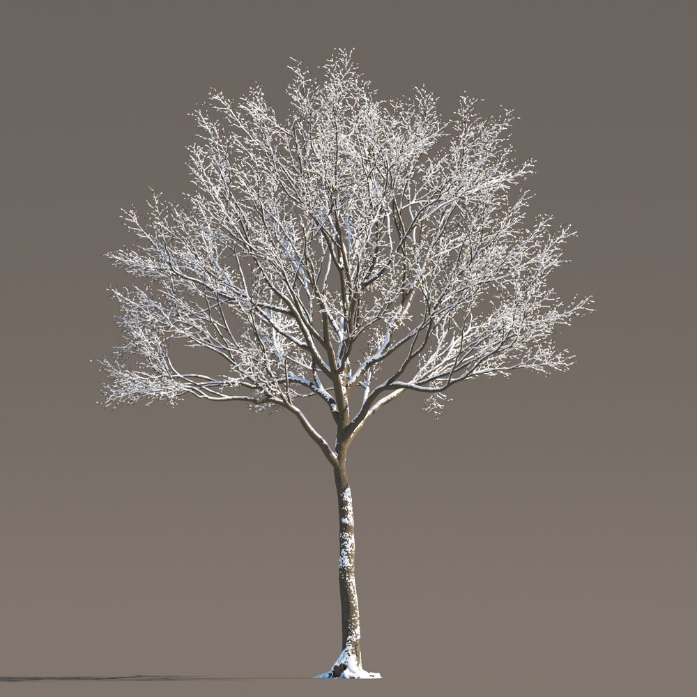 Singular Maple Winter Tree 3D-Modell