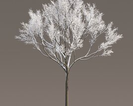 Maple Frosted Tree Silhouette 3Dモデル