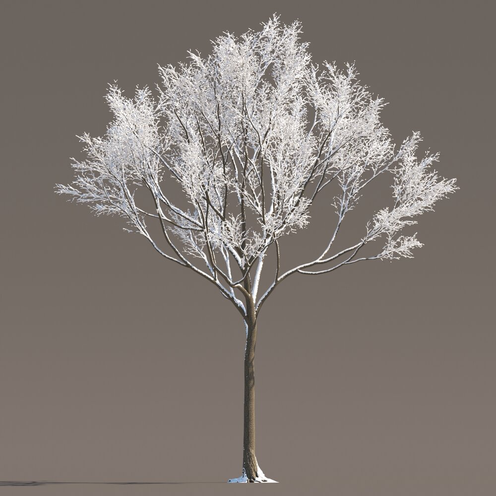 Maple Frosted Tree Silhouette Modello 3D