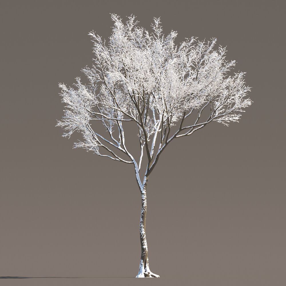 Maple Winter's Silhouette 3D model