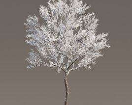 Maple Frost-Covered Tree Modello 3D