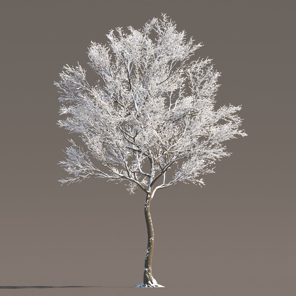 Maple Frost-Covered Tree Modèle 3d
