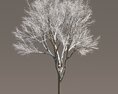 Maple Winter Tree 3d model