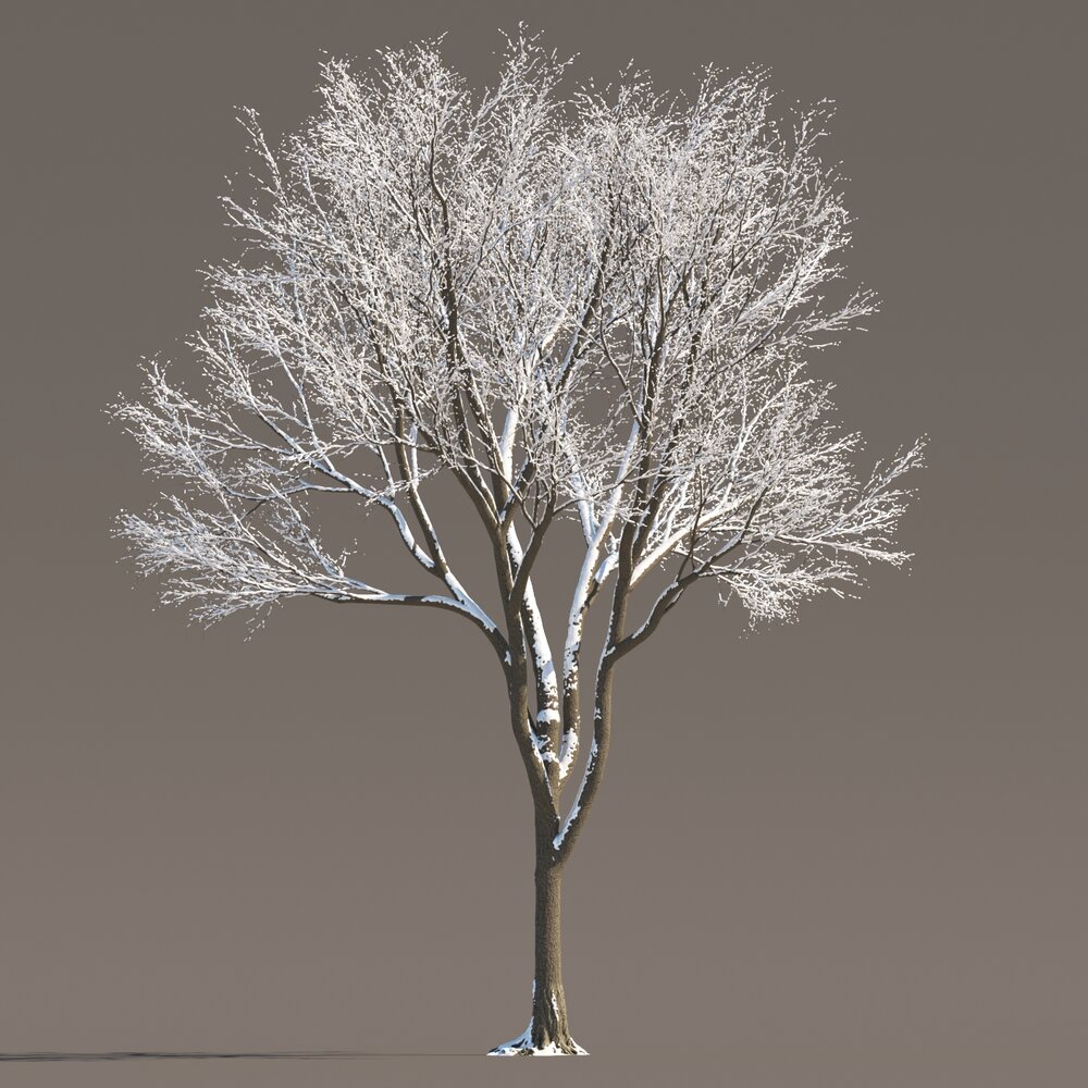 Maple Winter Tree 3D модель