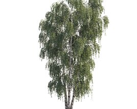 Triple Birch Tree 3D-Modell