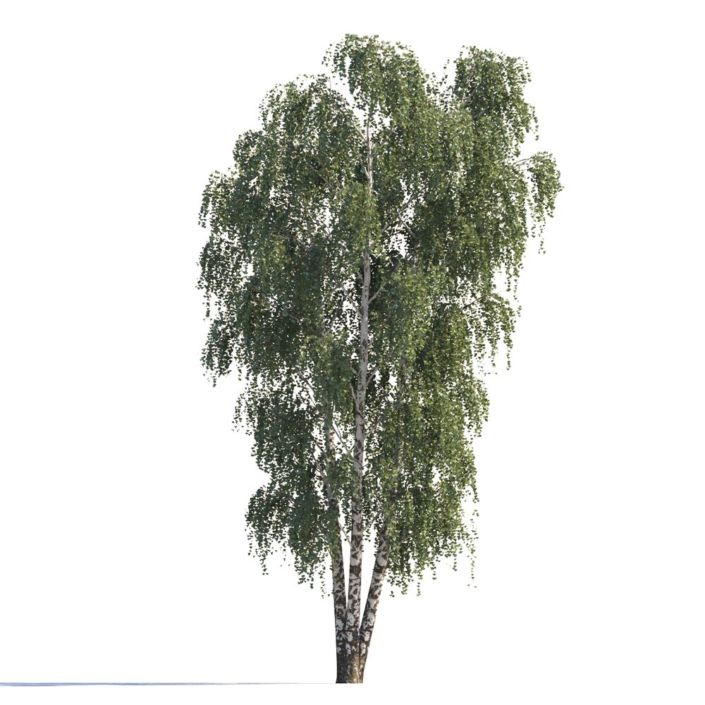 Triple Birch Tree Modelo 3d