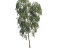 Solitary Birch Tree Park 3d model