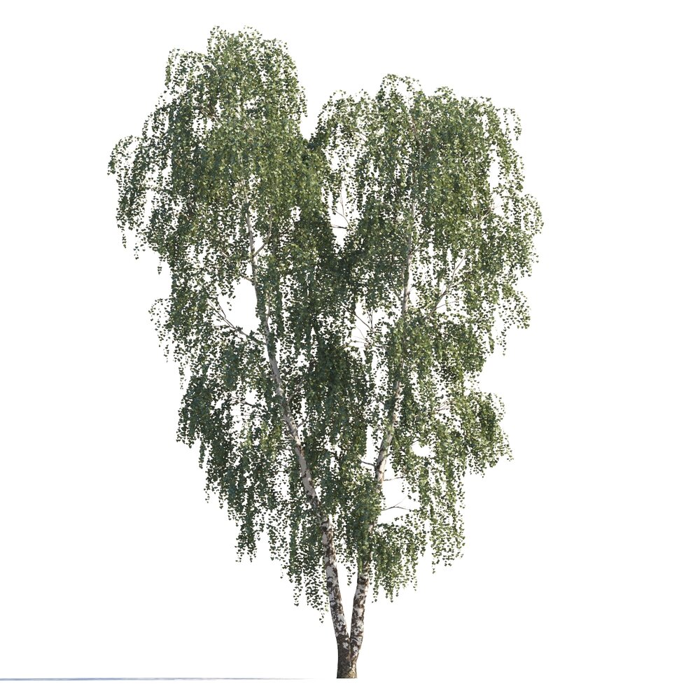 Park Birch Tree Modello 3D