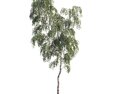 Singular Birch Tree Modèle 3d