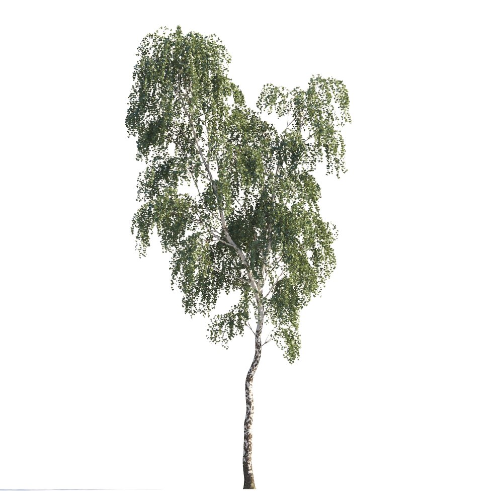 Singular Birch Tree 3Dモデル