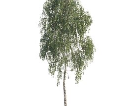 Lone Birch Tree 3D model